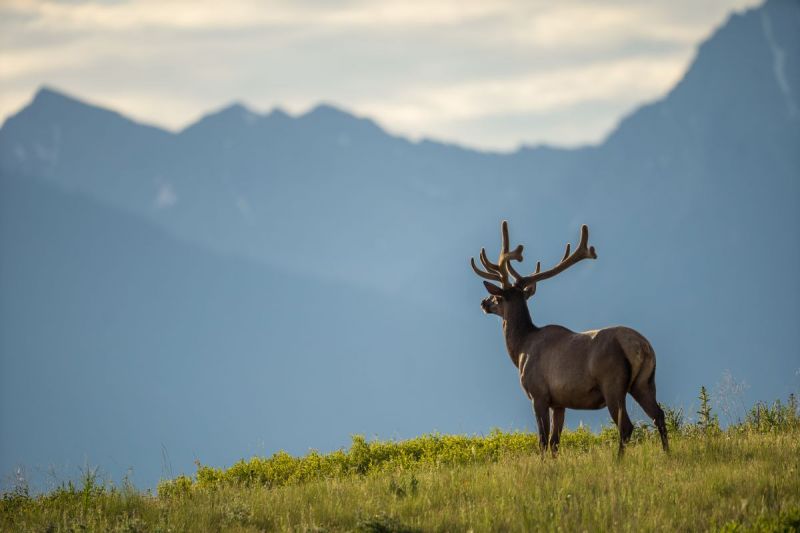 A handsome bull elk against the Mission Mountains of Western Montana.