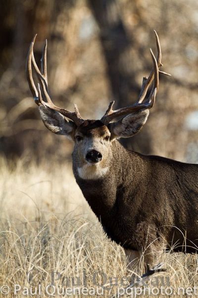 With scars and broken tines from battles with other mature bucks, a Colorado mule deer with a massive neck poses at the height of the rut in Colorado