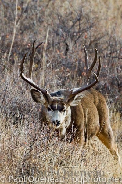 A beastly mule deer buck looks akin to a linebacker as it lowers its head.