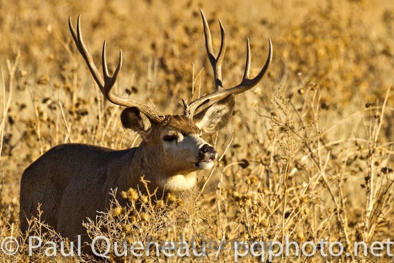 A mule deer buck curls its lip, testing the air for love during the fall rut in Colorado