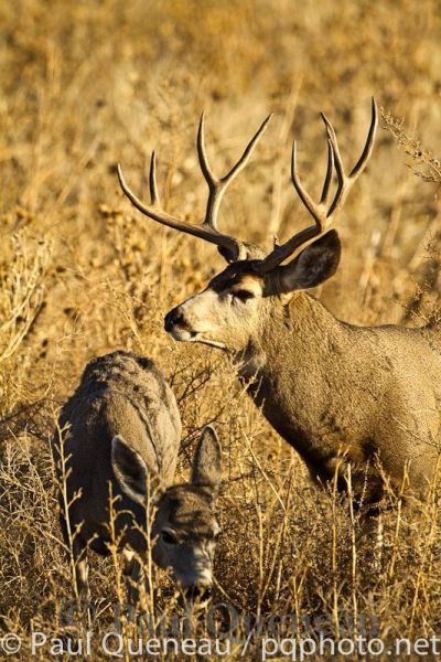 A large mature mule deer buck follows a doe during the rut in Colorado.