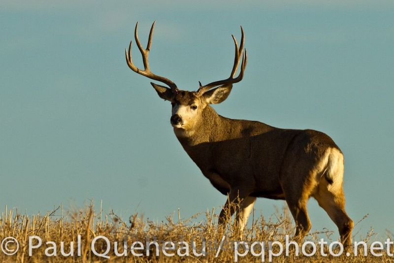A giant mule deer buck poses in golden afternoon light against a Colorado blue sky