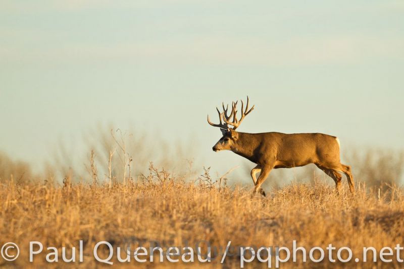 A Boone and Crockett Colorado buck bounds along at a trot after a doe during the rut.