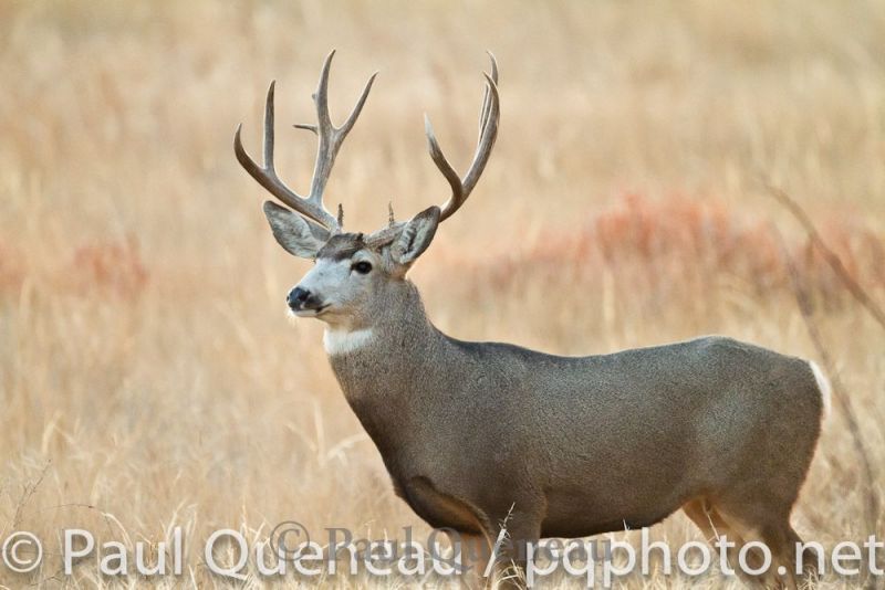 A large mature mule deer buck during the rut in Colorado.