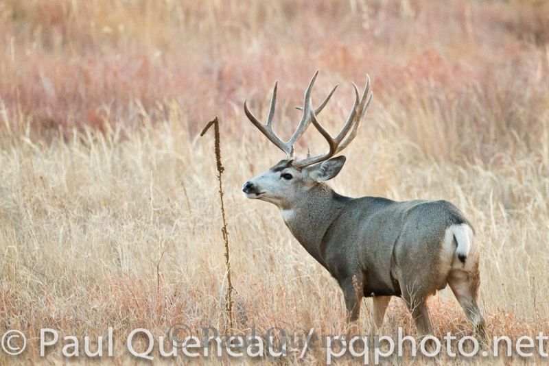 A large mature mule deer buck keeps a watchful eye during the rut in Colorado.