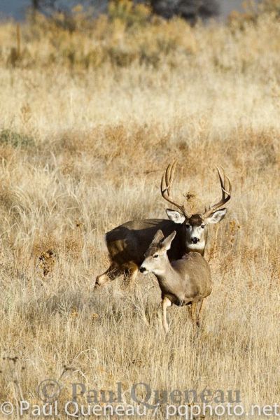 A Boone and Crockett mule deer buck follows a doe during the rut in Colorado.