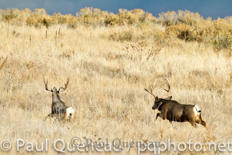 A Boone and Crockett mule deer buck chases off another buck during the rut