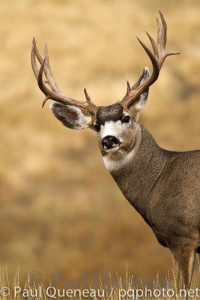 A stout Montana mule deer with an engorged neck at the height of the November Rut
