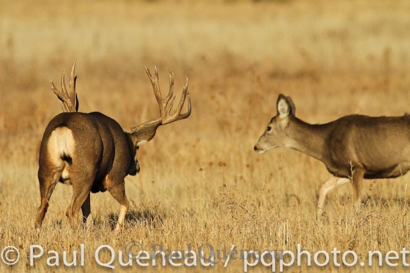 A gargantuan  mule deer buck follows a doe  during the November rut.