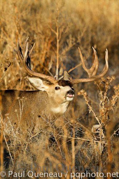 An enormously wide Colorado mule deer buck test the air for does in estrus.