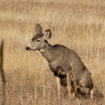 A mule deer doe urinating.