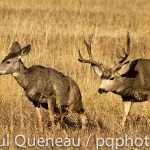 A mule deer buck approaches a doe during the rut to smell its urine, checking for the approach of estrus.