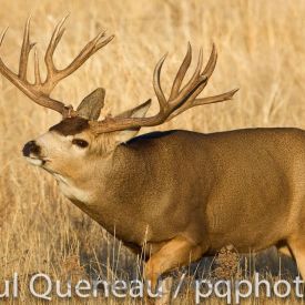 A stupendous Boone and Crockett muley buck displays what maturity, nurtrition and good genetics can make possible.