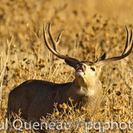 A massive Colorado mule deer buck demostrates flehmen, testing the air for does in estrus.