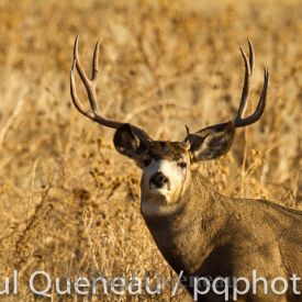 A heafty Colorado mule deer in rut
