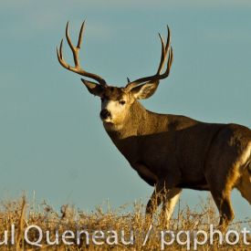 A giant mule deer buck poses in golden afternoon light against a Colorado blue sky