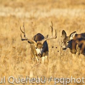 A mule deer buck trails what may well be a hybrid mule deer/whitetail doe  in Colorado.