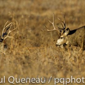 Two mature mule deer bucks face off in Colorado during the autumn rut.