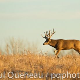 A Boone and Crockett Colorado buck bounds along at a trot after a doe during the rut.