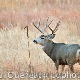 A large mature mule deer buck keeps a watchful eye during the rut in Colorado.