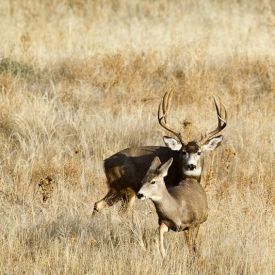 A Boone and Crockett mule deer buck follows a doe during the rut in Colorado.