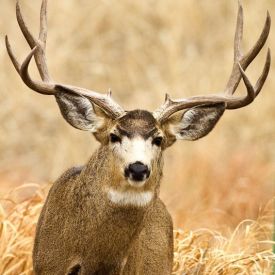 A trophy mule deer buck, at its prime and well over 30 inches wide, strikes a handsome pose in the November Rut.