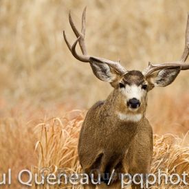 An incredibly wide mule deer buck in Colorado.