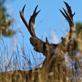 A tremendously heavy methuselah of a mule deer buck gets skylines in Colorado blue.