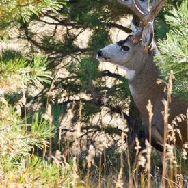 A massive old mule deer buck keeps watch amid Ponderosa pines in Colorado.