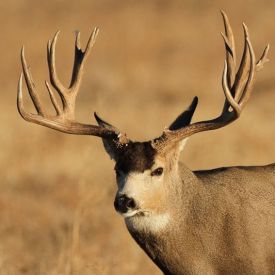 A stupendous Boone and Crockett muley buck displays what maturity, nurtrition and good genetics can make possible.