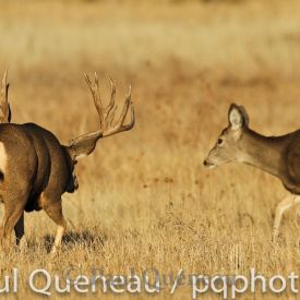 A gargantuan  mule deer buck follows a doe  during the November rut.