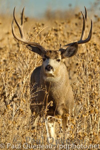 A massive Colorado mule deer buck.