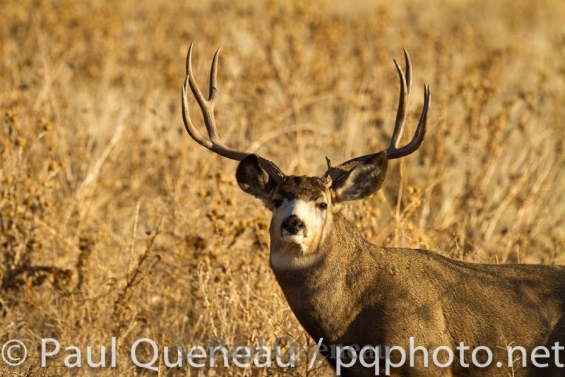 A heafty Colorado mule deer in rut