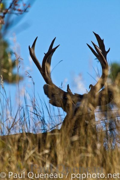 A tremendously heavy methuselah of a mule deer buck gets skylines in Colorado blue.