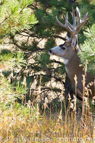 A massive old mule deer buck keeps watch amid Ponderosa pines in Colorado.
