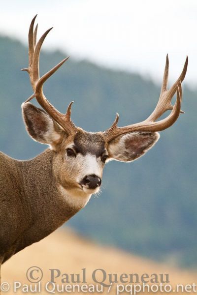 A classic mature four-point mule deer buck with extra stickers on its antlers readys for the coming rut in Montana.