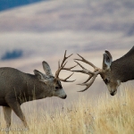 Muleys-sparring_11-1-09-9387