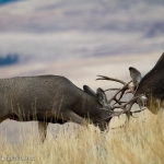 Muleys-sparring_11-1-09-9390