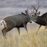 Muleys-sparring_11-1-09-9401
