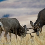 Muleys-sparring_11-1-09-9410