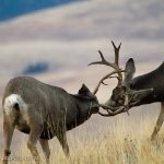 Muleys-sparring_11-1-09-9416