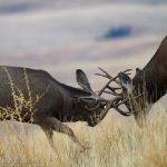 Muleys-sparring_11-1-09-9423