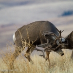 Muleys-sparring_11-1-09-9437