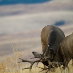 Muleys-sparring_11-1-09-9438