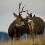 Muleys-sparring_11-1-09-9455