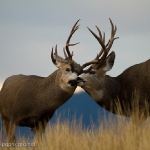 Muleys-sparring_11-1-09-9458
