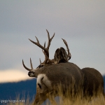 Muleys-sparring_11-1-09-9469