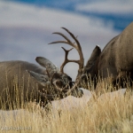 Muleys-sparring_11-1-09-9489