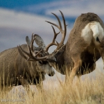 Muleys-sparring_11-1-09-9491