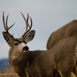 Muleys-sparring_11-1-09-9504